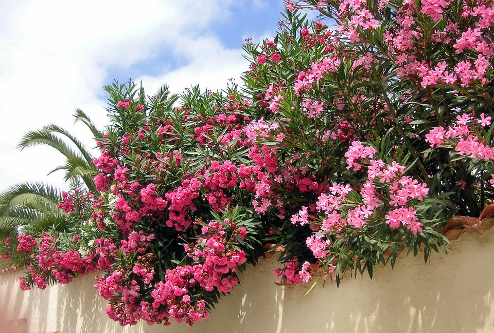 oleander-232672_960_720